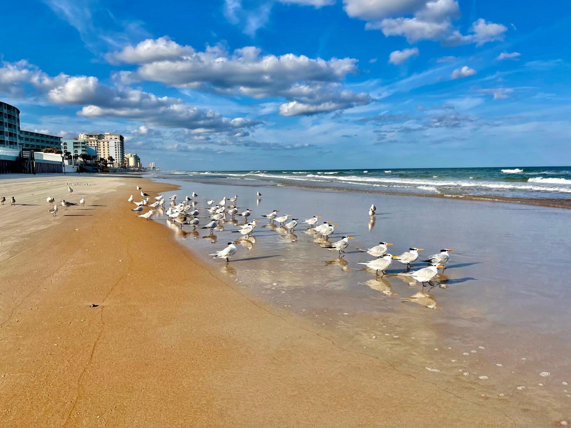 Sunset Studio Daytona Beachfront المظهر الخارجي الصورة